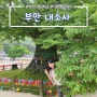 전북 부안 내소사_5월 전나무숲길, 천년 느티나무, 걷기 좋은 사찰구경