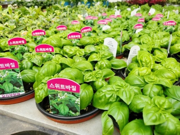 바질 키우기 활용요리 : 네이버 블로그