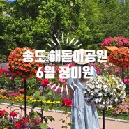 인천 송도공원 피크닉 송도 해돋이공원 장미원 주차정보 6월 1일 장미 현황