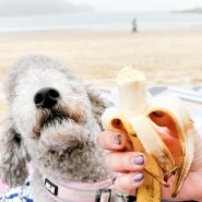 강아지 바나나 급여량 어떻게 먹일까?