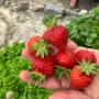 주말농장 비오는 날 노지 딸기 상추 수확 쌈싸먹기