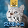 8개월 된 암컷 고양이의 중성화 수술 후기 - 용인 동백 죽전동물병원