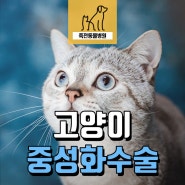 8개월 된 암컷 고양이의 중성화 수술 후기 - 용인 동백 죽전동물병원