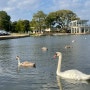 [영국 | poole park] 영국 가볼만한 곳, 호수공원, 아기백조, 아기오리랑 수영, 내가 젤 좋아하는 곳...