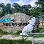 경북 대구 근교 아이와 가볼만한곳 사자랑 호랑이가 있는 구미 동물원 쥬쥬동산