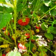 텃밭에서 딸기수확