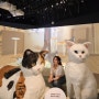 < 요물, 우리를 홀린 고양이 >🐱 국립민속박물관 전시회 무료 전시회 추천