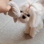 거칠게 노는 걸 좋아하는 강아지 꽁세의 터그놀이법