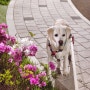 강아지 꽃 냄새 맡을 때 먹지 않도록 해야 하는 꽃 종류 알아보기