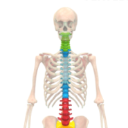 (범어동필라테스) 우리 몸의 중심인 '척추'