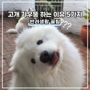 강아지 고개 갸우뚱하는 이유 5가지