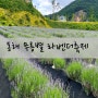 동해 무릉별유천지 라벤더축제 기간 입장료 주차장