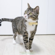 고양이 인식표 안전버클 목줄 이름표 레인보우스토리