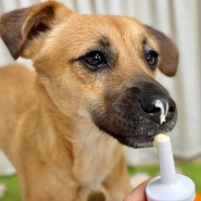 강아지 영양제, 버디부 메디샷 피부 항산화제 추천