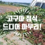 드디어 마지막 고구마 정식 작업 좀 늦었네요..