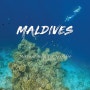 몰디브 머큐어 2일차 :: 종합선물세트 같은 하우스리프 수중환경