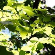 이말산(루브라 참나무,백합나무,)