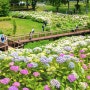 장마기간에 더 이쁜 "수국 축제" 국영 사누키 만노우공원