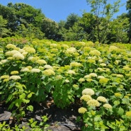 서울 초안산수국동산 수국 명소 6월 꽃구경
