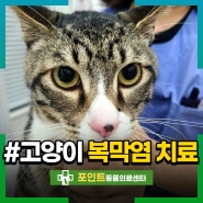 고양이 복막염 증상 치료 입원 6일차에 퇴원했던 후기