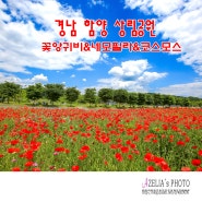 경남 함양 6월 가볼만한곳 :: ❛상림공원❜ 꽃양귀비&네모필라 【24년5월28일】