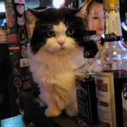 홍대 이색 술집 고양이 칵테일바 더파이브올스 내돈내산 주말 후기