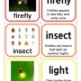 킨더타임즈 462호 Fireflies 자료 일부 공유