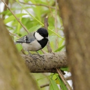 레트로 카메라로 새(Bird) 사진 가능? 니콘 Z fc + Z 50-250mm 망원렌즈 테스트