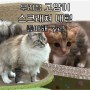 고양이 스크래쳐 대형, 우리집 고양이 최애템 등극!