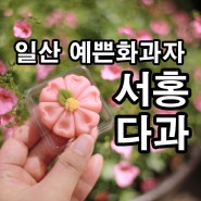 일산 화과자/서홍다과 밤리단길점/부모님 첫인사 선물로 좋은 예쁜화과자