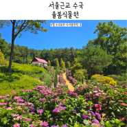 서울근교 율봄식물원 수국 만개 현황 후기
