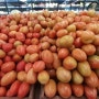 토마토 가격 급등, “아르헨티나에서는 킬로당 5만 Gs.다”