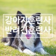 강아지 훈련사 자격증은 꼭 필요할까? 반려견 훈련사 되는법 3가지