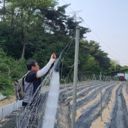 열대 둥근마 유인망 설치를 끝내고