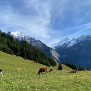 스위스여행 #5. 피르스트 어드벤처 패키지 🛴 및 인터라켄 여행 정보
