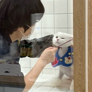 수원 고양이 무마취 미용 고양이목욕탕 후기