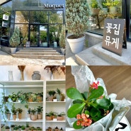전북대 꽃집 뮤게 에서 회사 개업식 화분 구입 후기