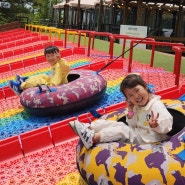 제주에서 20일 🌞 삼다마을목장🐑, 교래곶자왈칼국수, 비밀의숲🌳, 돌담위의토끼🐙