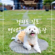 경기도 김포 운양동 170평 천연잔디 애견운동장 멍더쿠