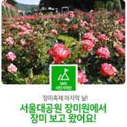 🌹장미축제 마지막 날! 서울대공원 장미원에서 장미 보고 왔어요!