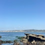 [미국 서부여행] Day 5. 샌디에고에서 바다사자 보기 | 라호야코브 | 라호야 해변 | duke's la jolla
