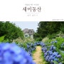 제주 유럽갬성 수국정원 조천읍 새미동산 청수국이 예쁜 길