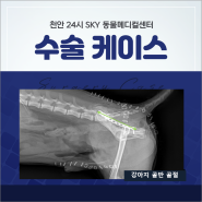 천안아산동물병원 + 강아지 골절수술 + 천안24시스카이동물메디컬센터