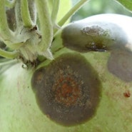 사과, 복숭아, 포도, 탄저병 증상 예방과 방제 농약 안전 사용 회수