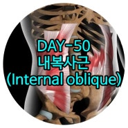 일산재활 DAY-50 내복사근(배속빗근, Internal oblique) 금촌재활