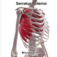 [망포역필라테스/영통필라테스/영통요가/망포동요가원] 전거근 (Serratus Anterior)