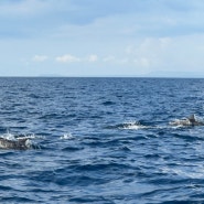 보홀 해상투어 (돌고래 와칭, 발리카삭, 스노클링, 버진아일랜드)