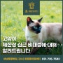 [성남시동물병원] 고양이 심장병, 고양이 제한성 심근비대증(RCM)에 대해 알려드려요