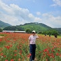 원주 용수골 양귀비꽃 축제 얼릉보러가세요