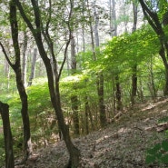 숲의 정경, 국립 대전 현충원 보라길